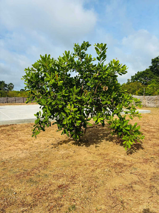 Deine Rolle. Dein Cashewbaum.