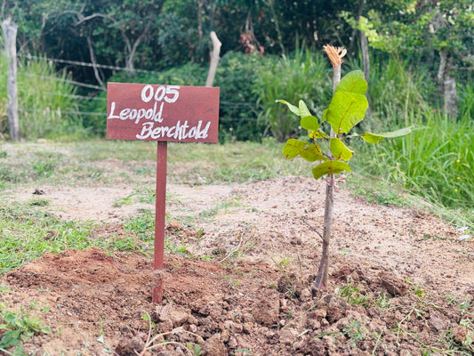Deine Rolle. Dein Cashewbaum.